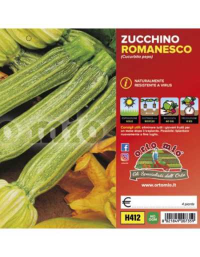 Piante di Zucchino...