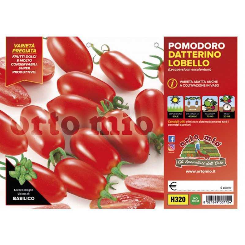Piante di Pomodoro... Piante di Pomodoro...