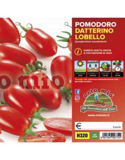 Plants de tomates Lobello...