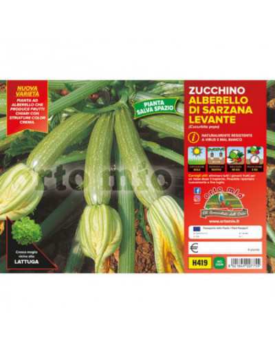 Zucchini Plants Alberello...