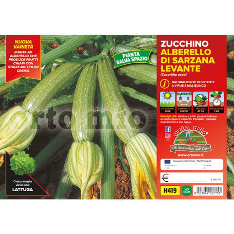 Piante di Zucchino...