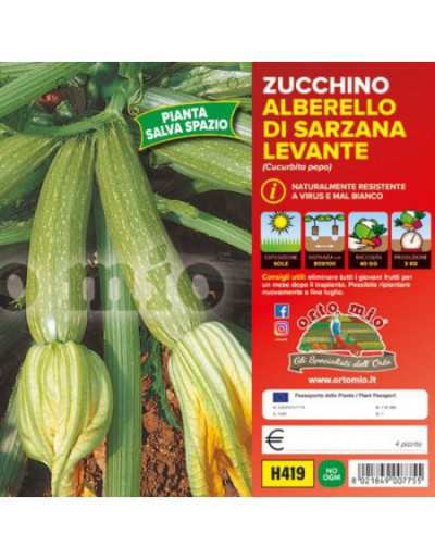 Courgetteplanten Alberello...