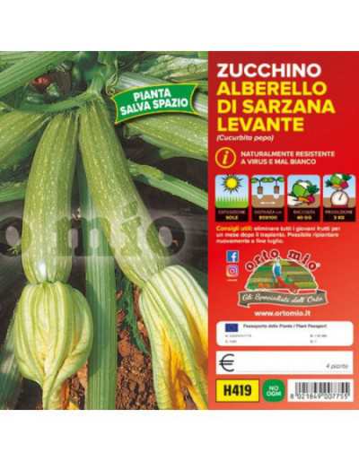 Zucchinipflanzen Alberello...