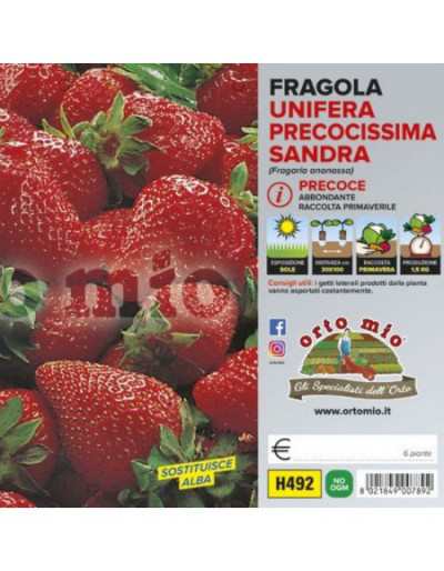 Piante di Fragola Unifera...