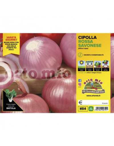 Savona Rose Onion Plants
