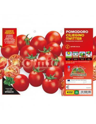 Bingo F1 Cherry Tomatenplanten