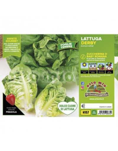 Zuccherina Lettuce Plants...