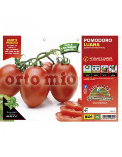 Langwerpige Tomatenplanten...