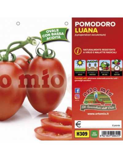 Piante di Pomodoro...