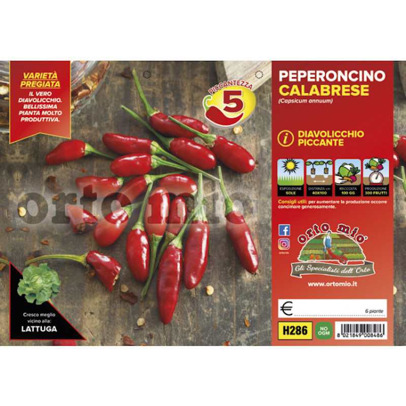 Piante di Peperoncino... Piante di Peperoncino...