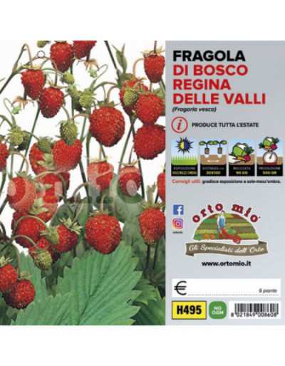 Piante di Fragola di Bosco...