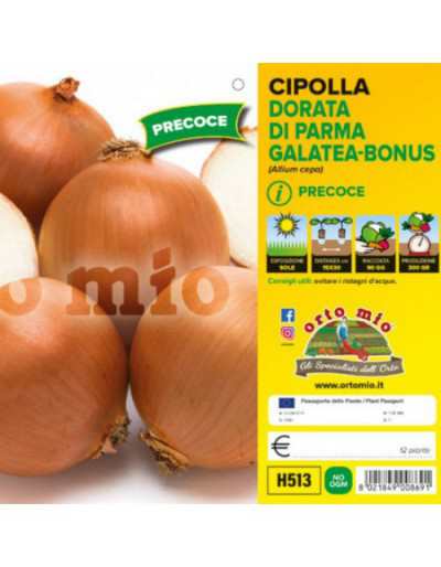 Piante di Cipolla Dorata...