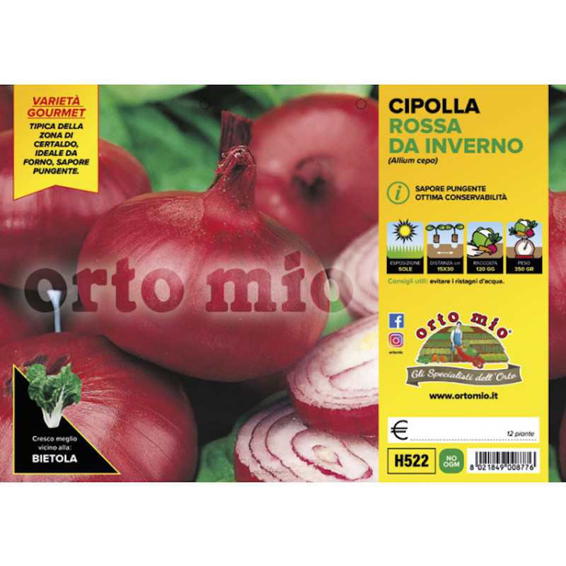 Certaldo Red Onion Plants...