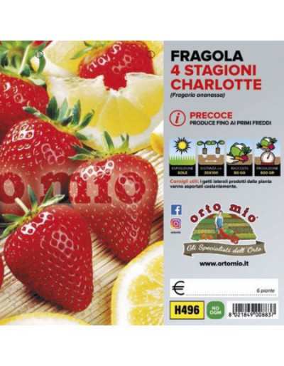 Piante di Fragola...
