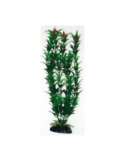 Decorative Plant Flowers...