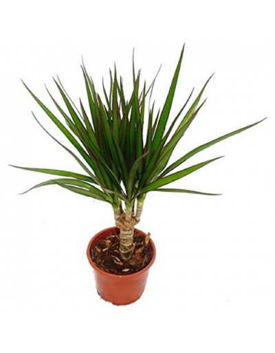 Dracena - planta Dracaena Overig Tropical - GardenStuff