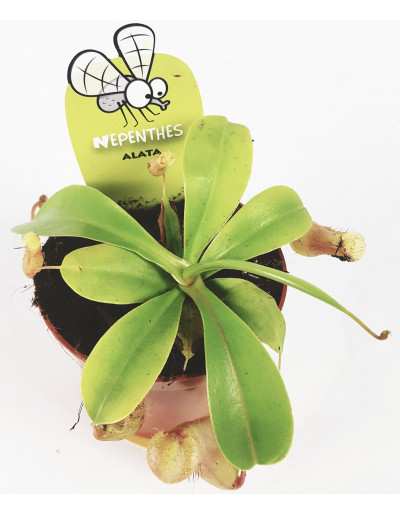 Nephentes Alata Potted carnivorous plant