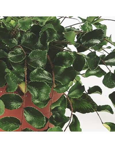 Pellaea Rotundifolia - Folhas de botão de samambaia