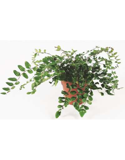 Pellaea Rotundifolia - Fougère Bouton