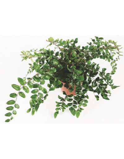 Pellaea Rotundifolia - Knoopvaren