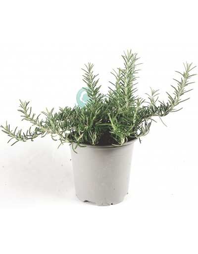 Prostrate Rosemary vase 14 GardenStuff