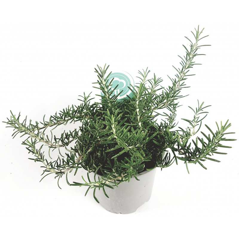 Prostrate Rosemary vase 14 GardenStuff Prostrate Rosemary vase 14 GardenStuff