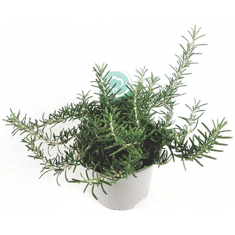 Prostrate Rosemary vase 14 GardenStuff