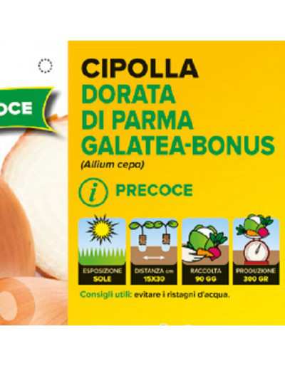 Frühgoldene Zwiebel von Parma Galatea
