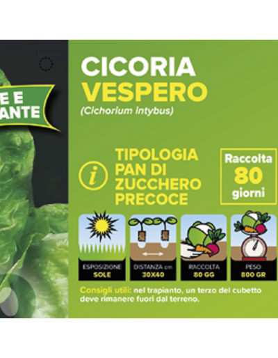 CICORIA PAN DI ZUCCHERO VESPERO