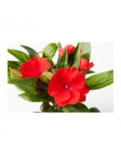 Pote Impatiens Nova Guiné 10 cm - GardenStuff