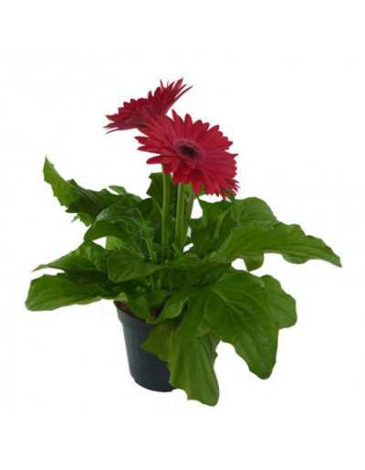 Gerbera bloem in 12 cm vaas