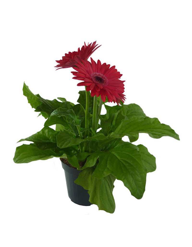 Gerbera flower in 12 cm vase