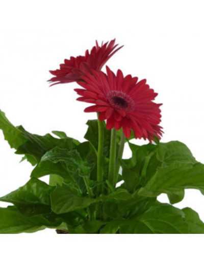 Flor de gerbera en florero...