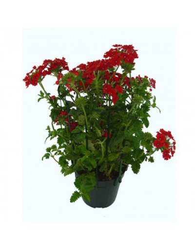 Verbena i 14cm burk