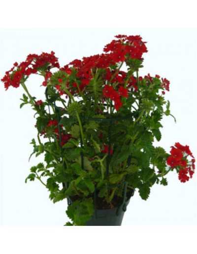 Verbena in Jar of 14 cm