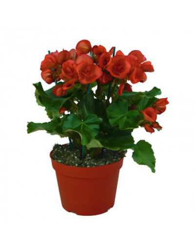 Begonia Elatior i 14 cm vas