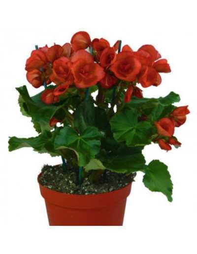 Begonia Elatior i 14 cm vas