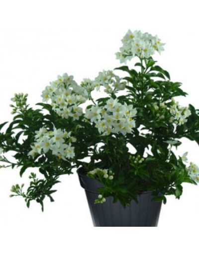 Solanum Jasminoides in a 14...