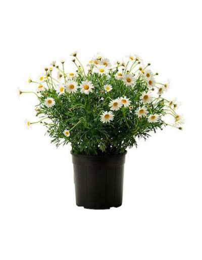 Marguerite dans un vase de...