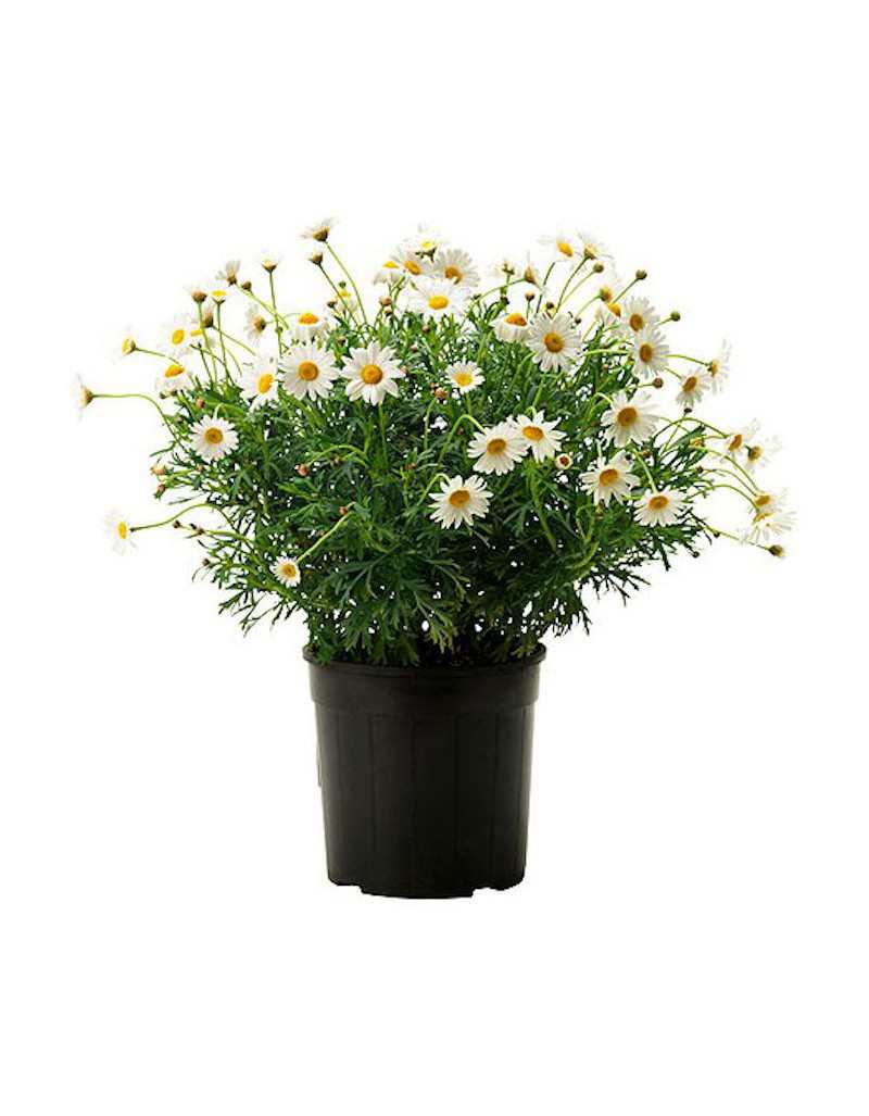 Gänseblümchen in 18 cm Vase