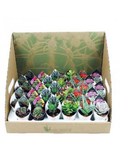 Mix Piante Grasse e Succulente Vaso 5.5cm