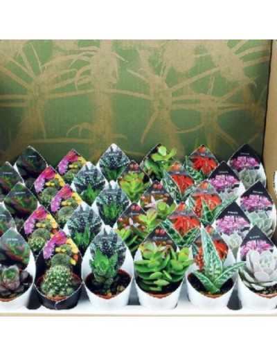 Mix Succulent Plants and...