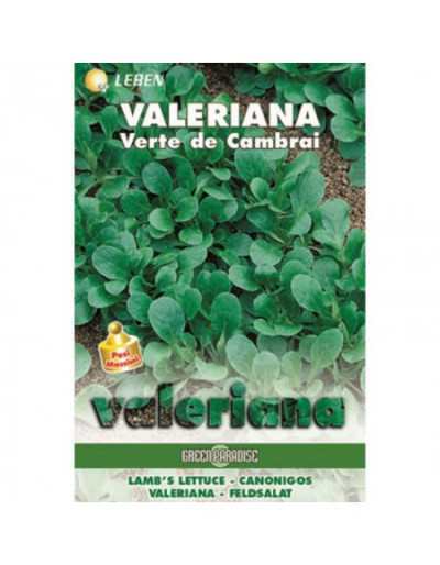 Valeriana Verte de Cambrai