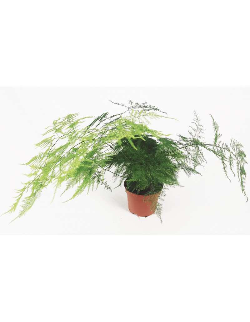 Asparagina - Asparago setaceo vaso Asparagina - Asparago setaceo vaso