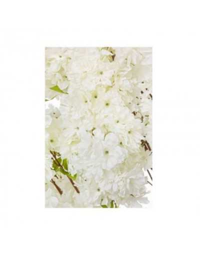 White Begonia Tree H240 S