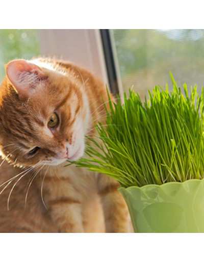 Gras voor katten in potten met vezels, minerale zouten en vitamines