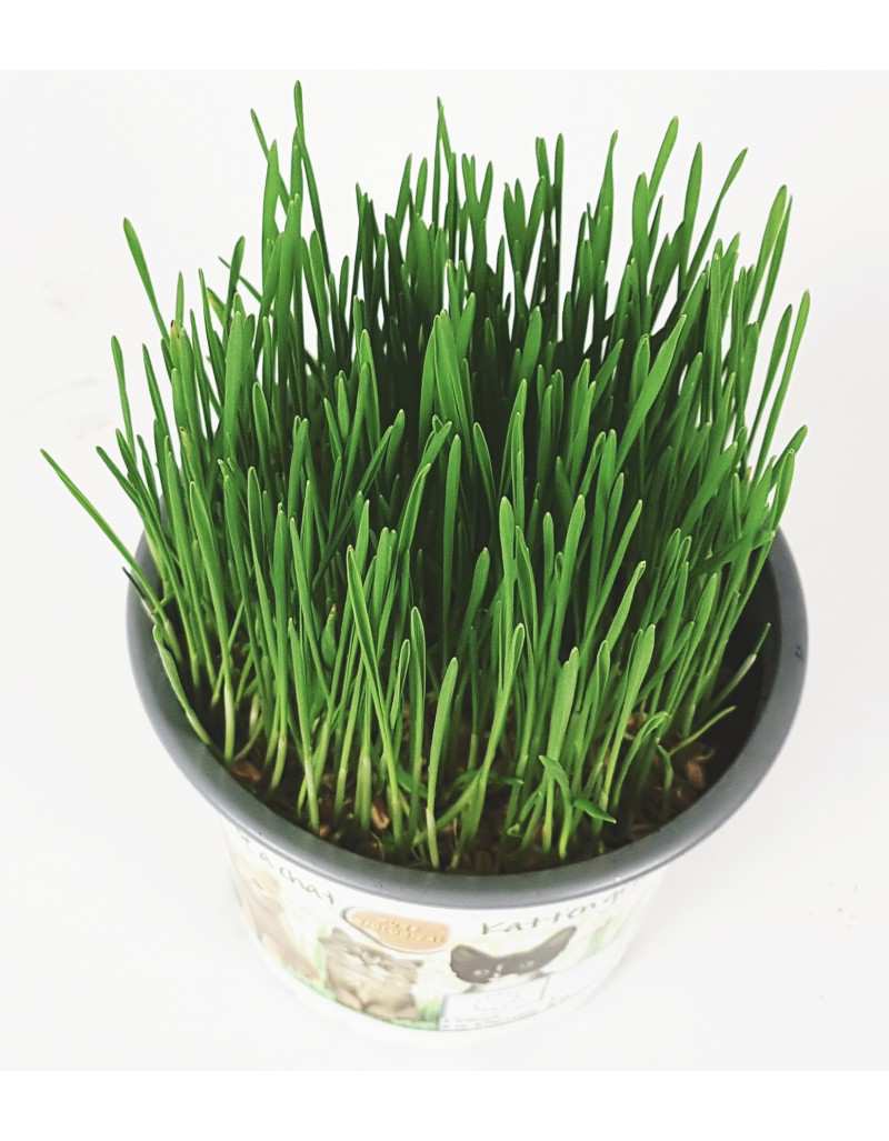 Erba per gatti in vaso con Fibre Sali Minerali e Vitamine Erba per gatti in vaso con Fibre Sali Minerali e Vitamine
