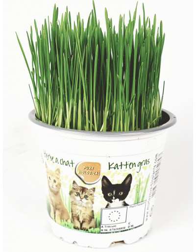 Gras voor katten in pot 12cm