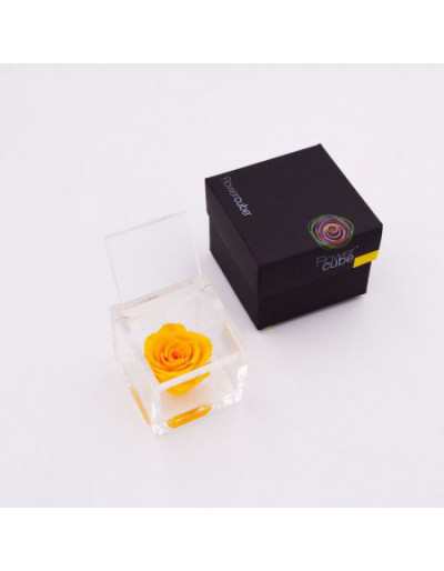 Cubo de Flores 10 x 10 Rosa Amarela Estabilizada