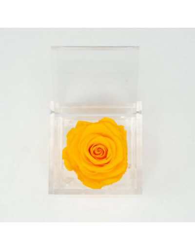 FlowerCube 10 x 10 Stabilizowana Żółta Róża